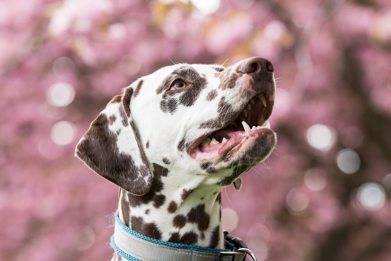 Dalmatian Information and Characteristics