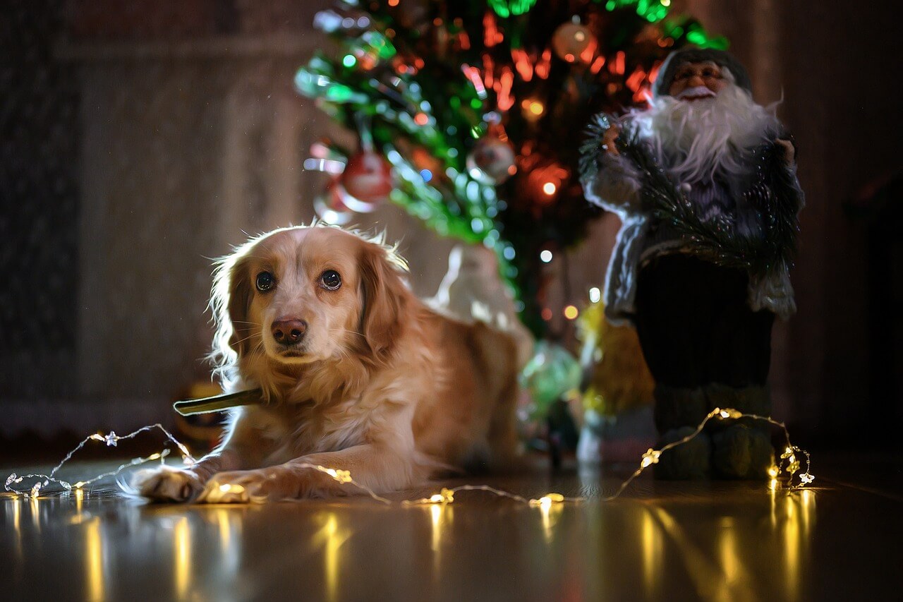 6 Tips for Keeping Your Dog Safe Around a Christmas Tree