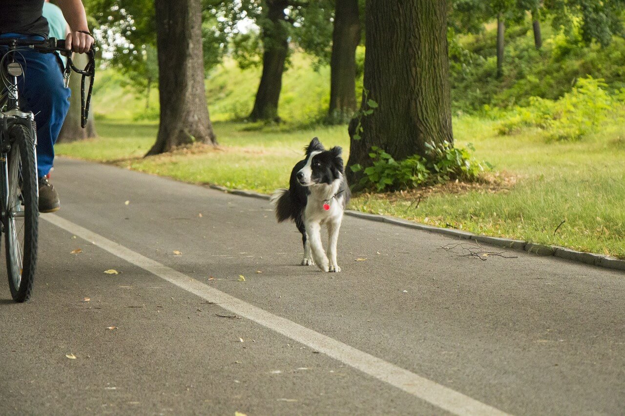 Tips for Safely Biking With Your Dog in 2024