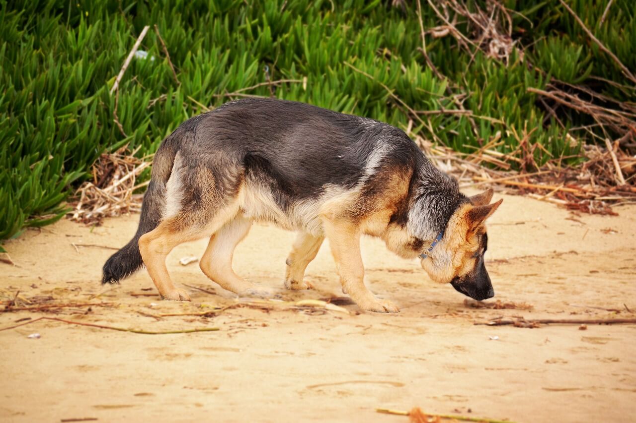 Why Does My Dog Sniff Everywhere