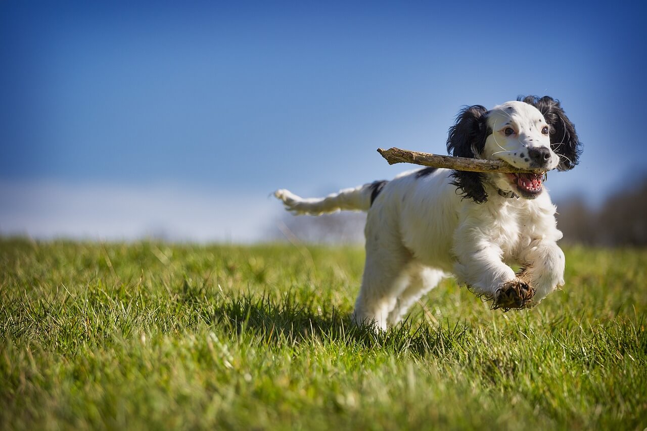 How to Calm a High Energy Dog