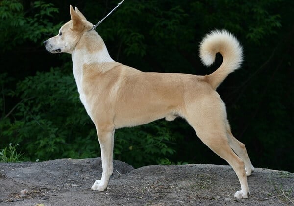 Canaan Dog Information and Characteristics