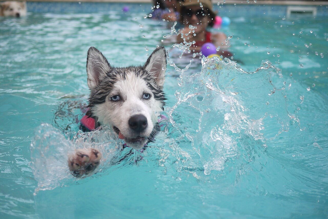 7 Pool Safety Tips for Dogs in 2024