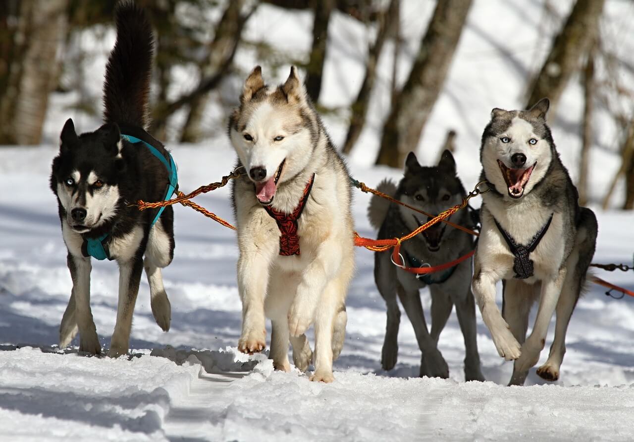 7 Essential Winter Care Tips for Your Furry Friends in 2024