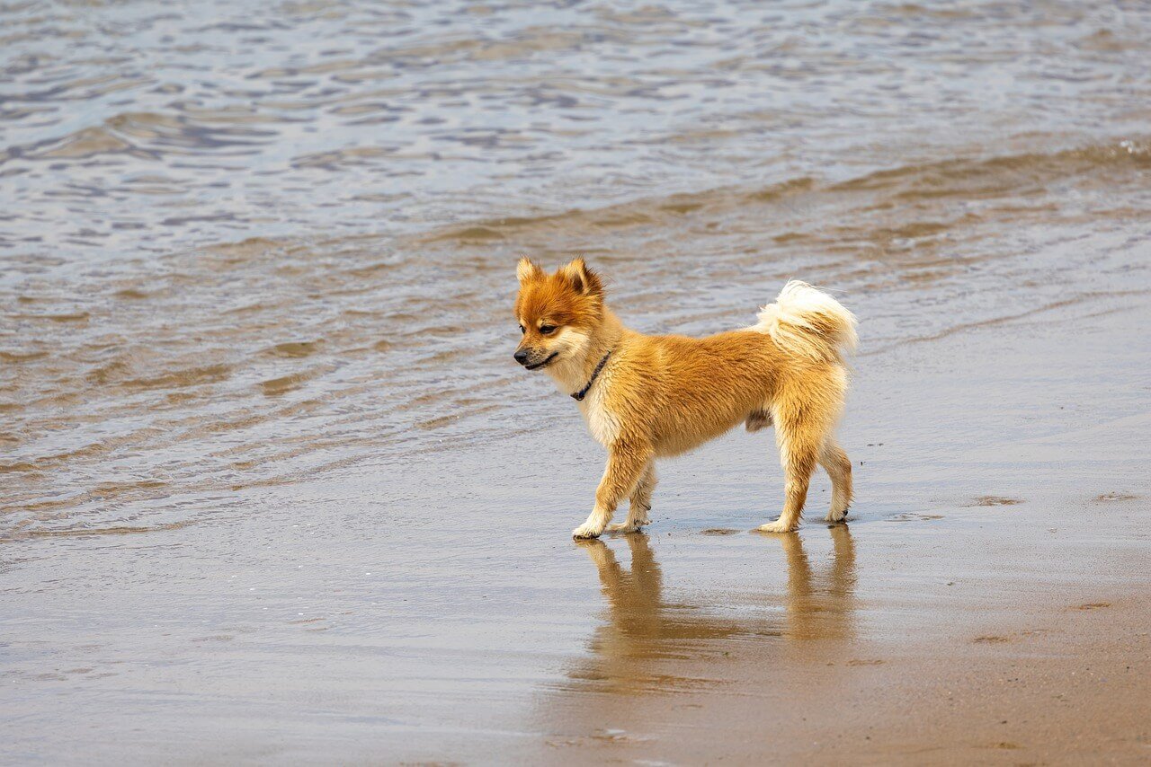 Icelandic Sheepdog Information and Characteristics