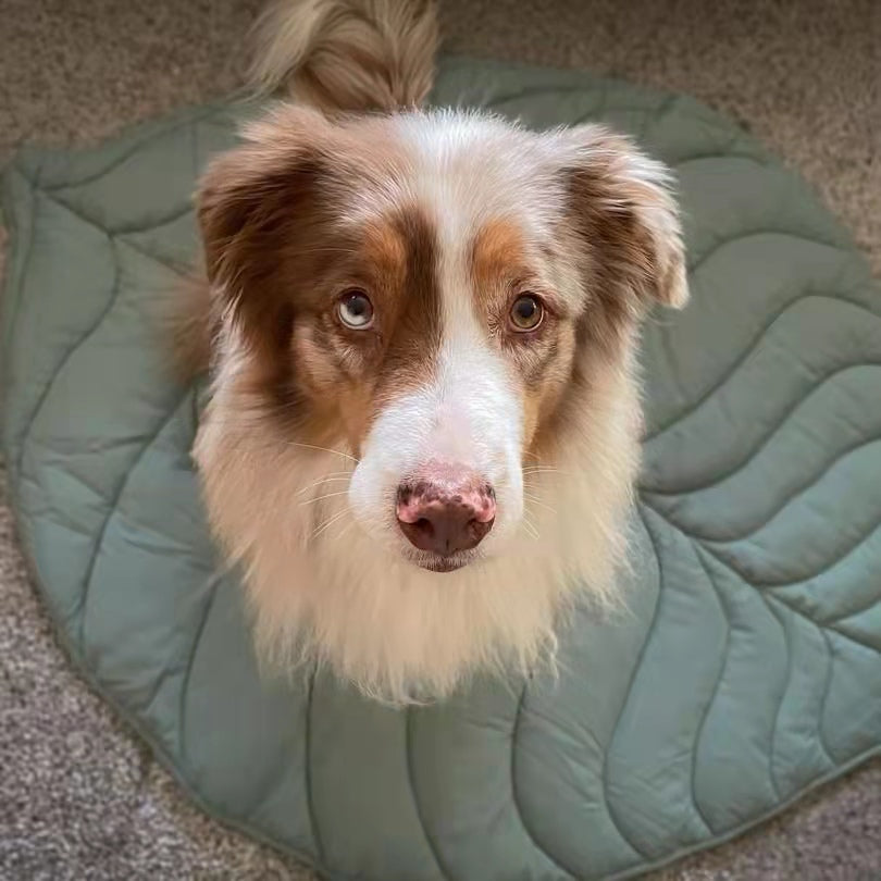 Why is My Dog Crying?