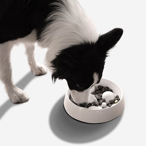 Slow Down Mealtimes: The Health Benefits of a Slow Feeder Dog Bowl