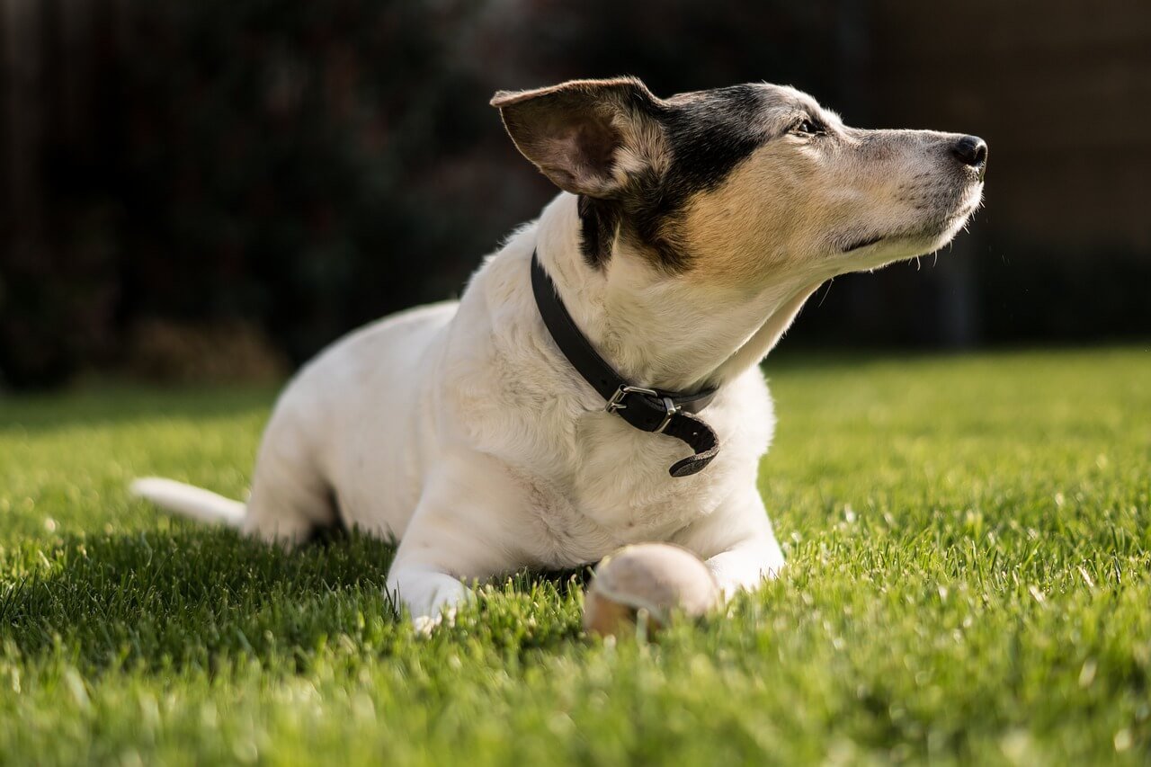 How To Leash Train Your Puppy?