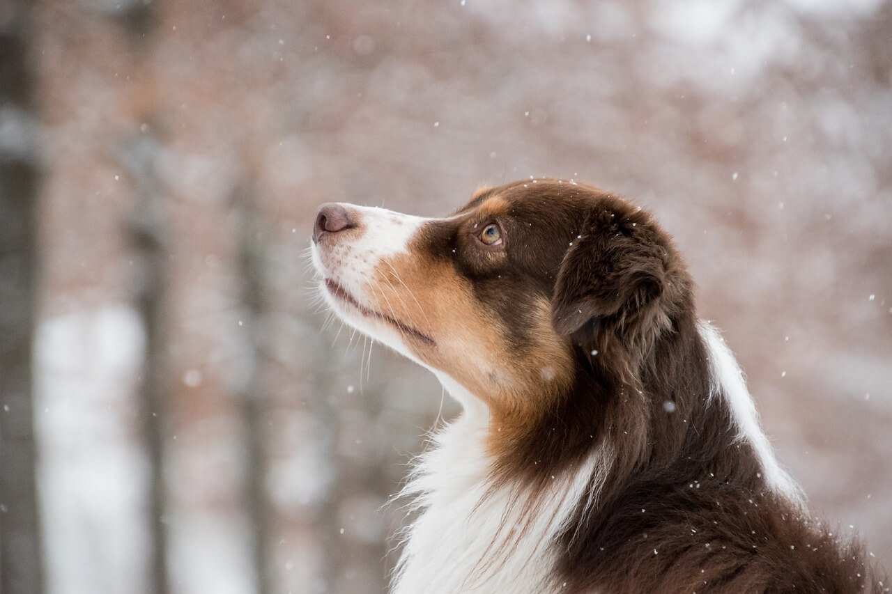 Dog relieves overwork: Signs your dog is getting too much exercise