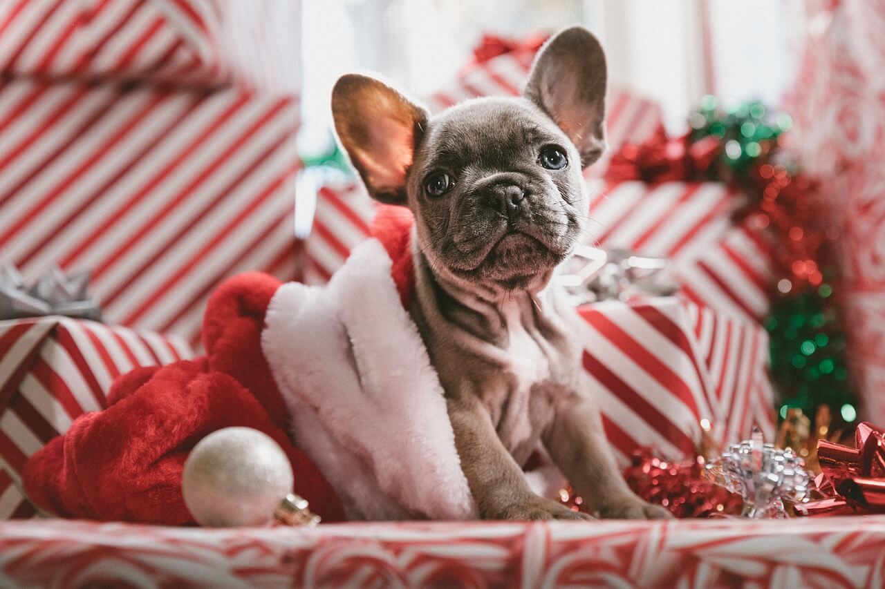 How to Create a Cozy Christmas Corner for Your Pet