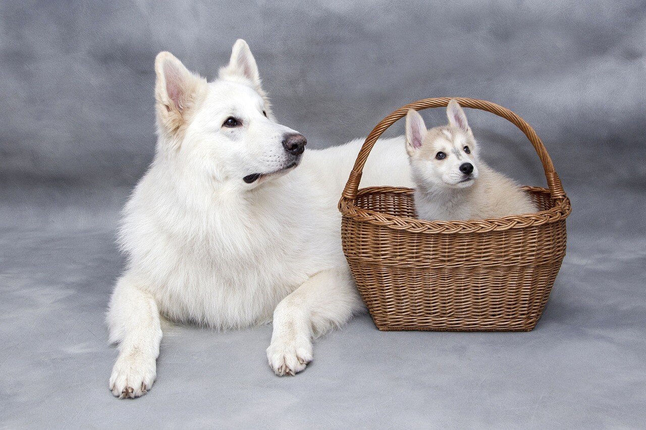 Why Does Your Dog Need A Dog Mat?