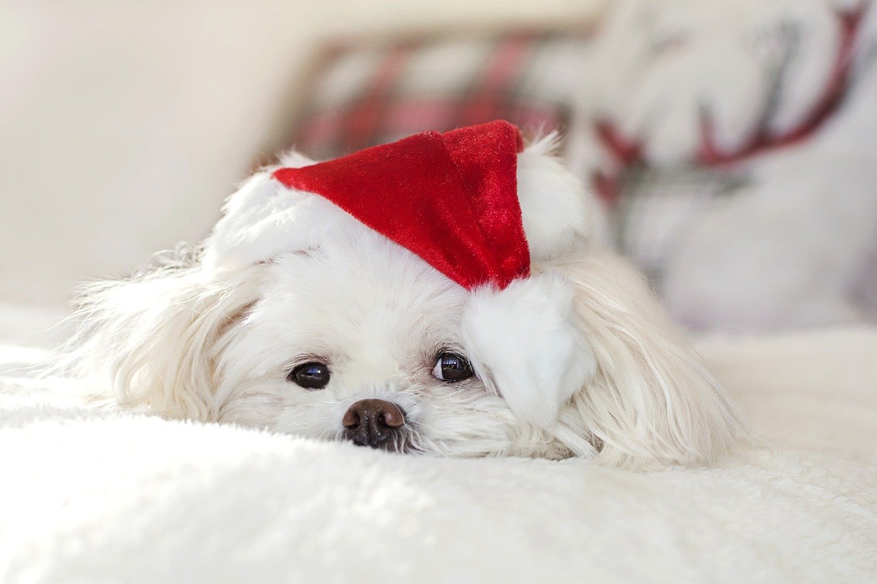 Christmas Gift Guide for Pets: Beds, Couch Covers & More