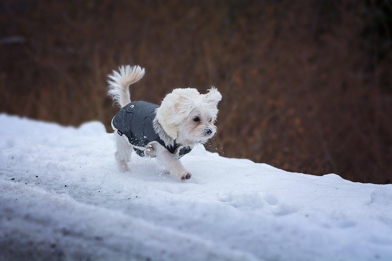 Winter Essentials for Pets: Must-Have Gear to Keep Your Dog Warm and Cozy