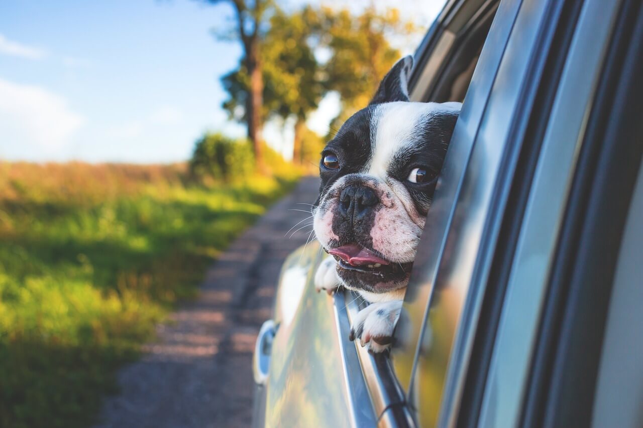 What is a suggested dog car seat for large dogs