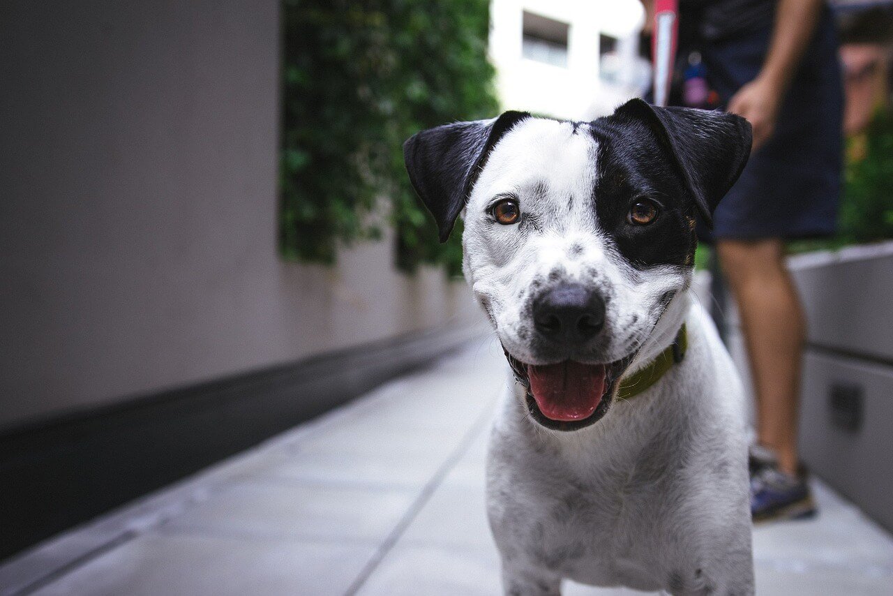 Ways to clean ears of Dog