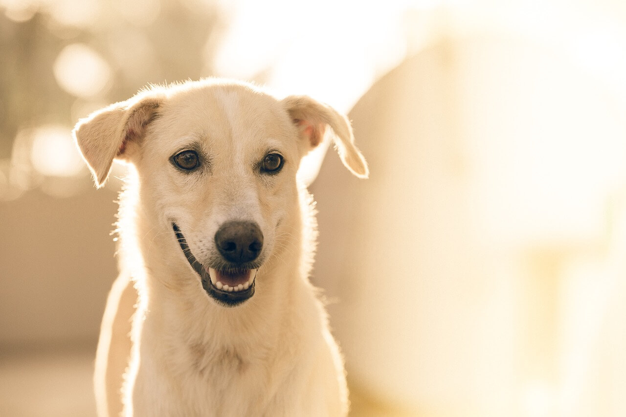 How to raise a confident puppy