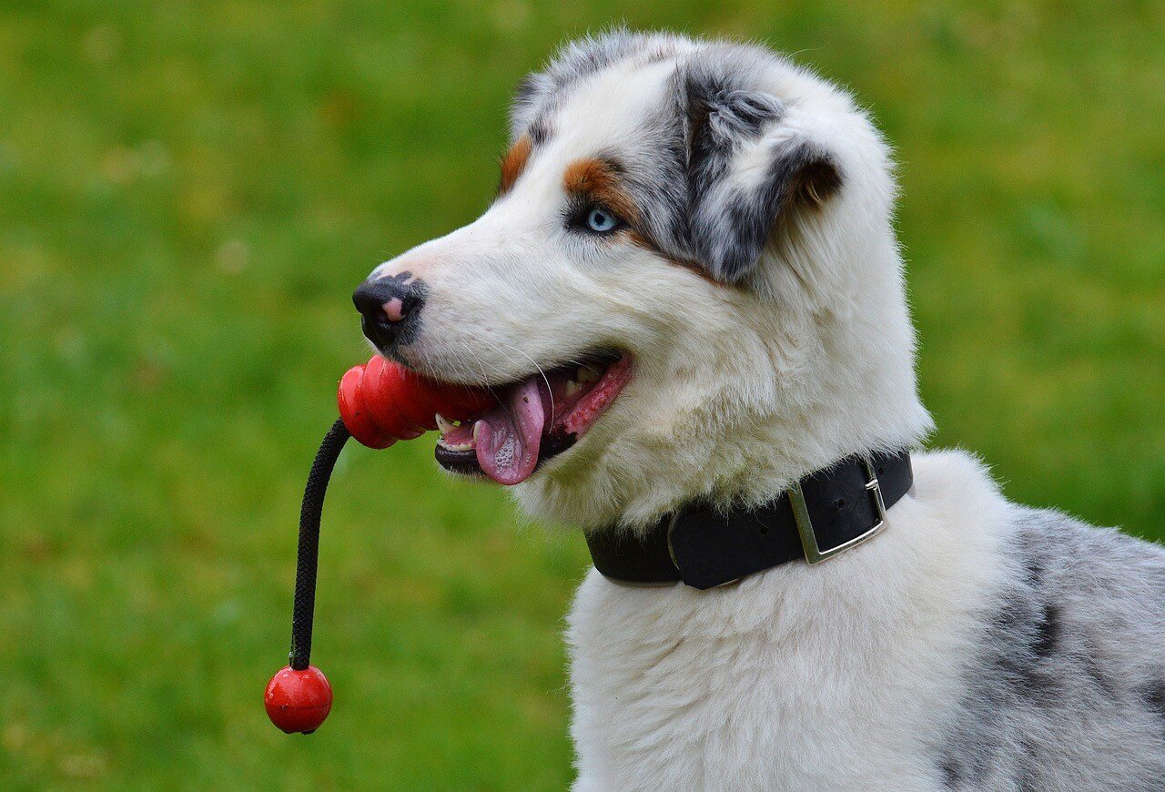 Why Do Dogs Like Squeaky Toys?