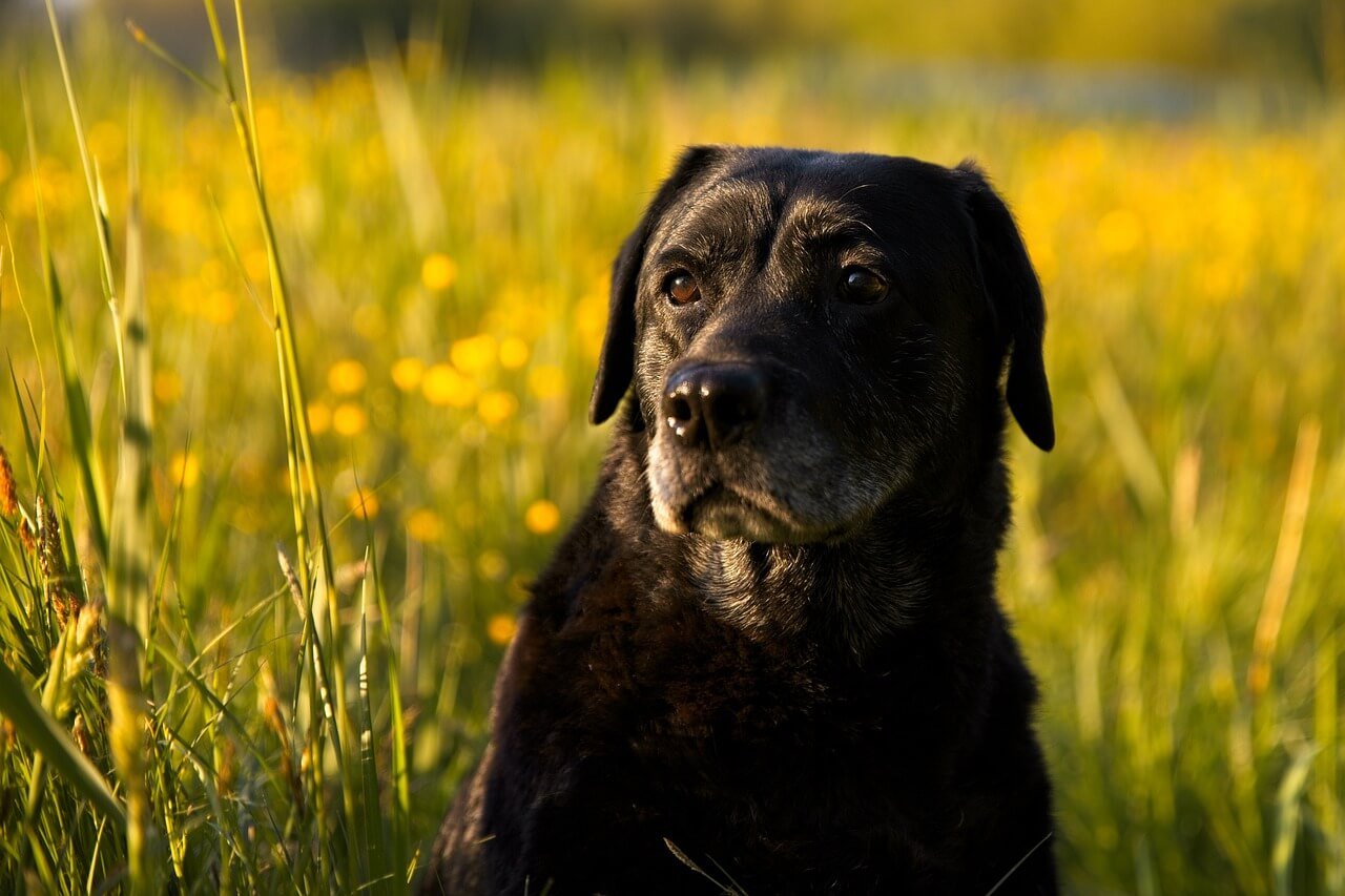 Why Couch Covers Are Essential for Pet Owners