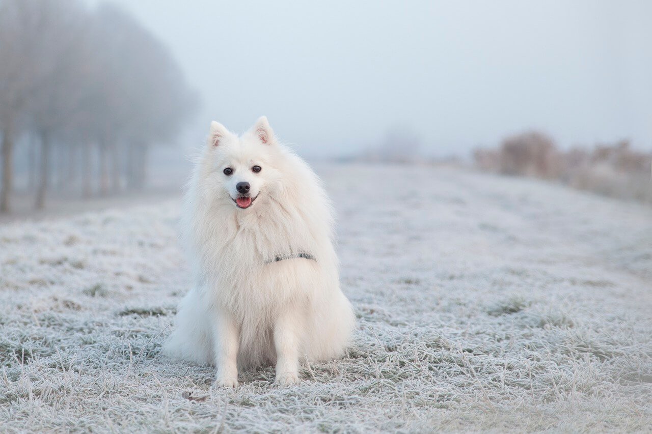 Tips for Winterizing your Pet