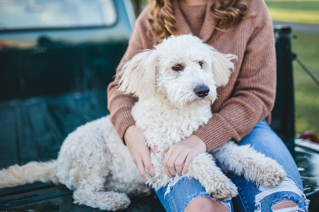 Complete Guide: Why Does My Dog Dig in My Bed?