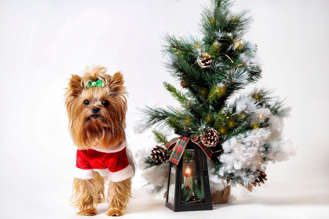 Celebrating the Holidays with Pets and Latest Christmas Home Trends