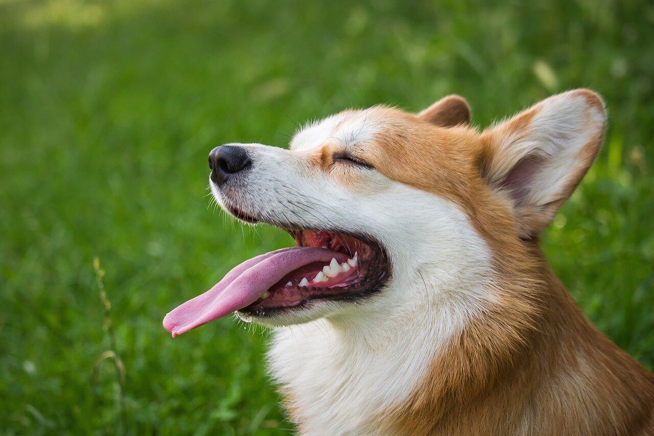 Why Do Dogs Tilt Their Heads?