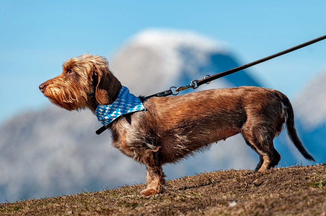 How to Choose the Right Dog Leash for Your Pet