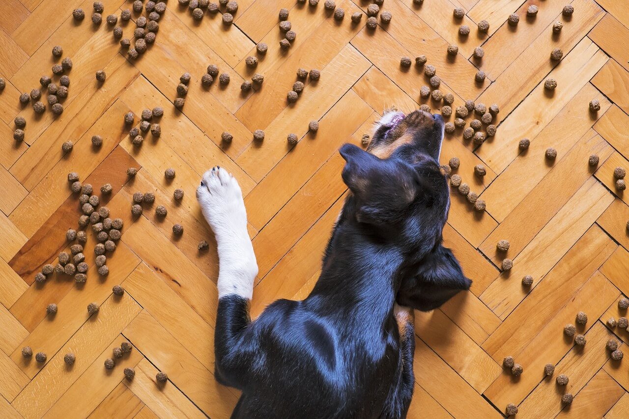 What Your Dog Can't Eat? – Here Is All You Need To Know