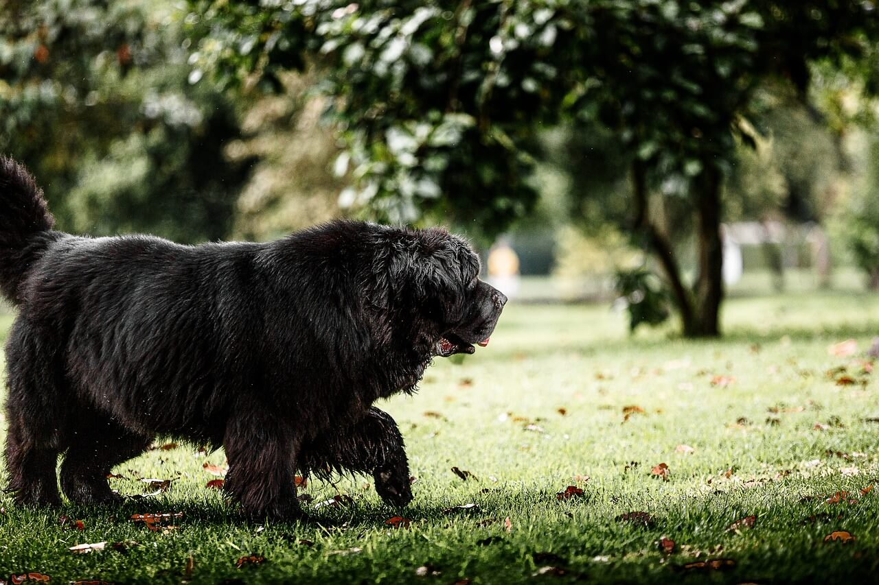 Why Do Dogs Eat Grass?