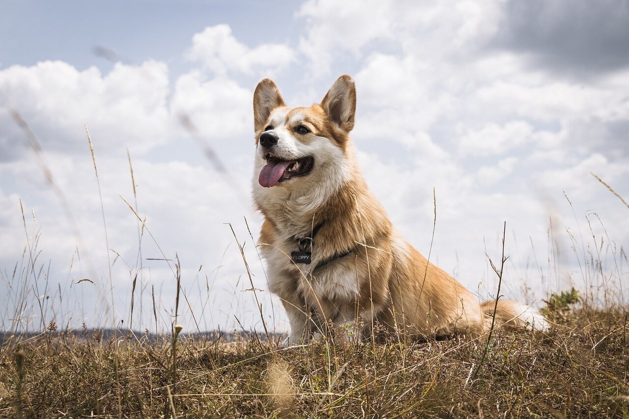 The Benefits of Slow Feeding For Your Dog