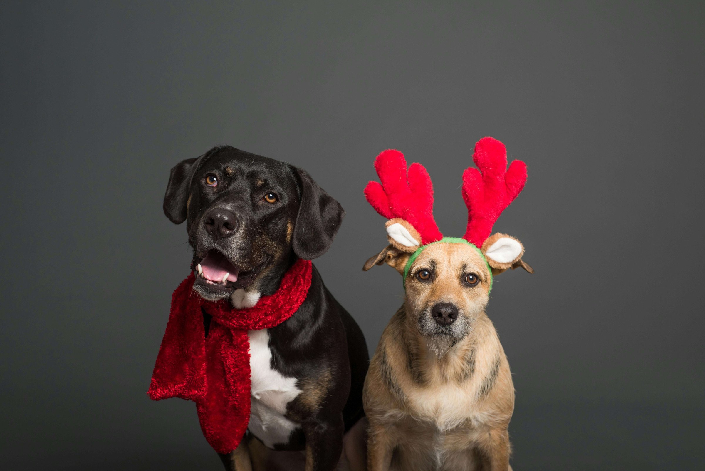 Christmas Hosting Tips for Pet-Friendly Homes: Decor and Care Solutions