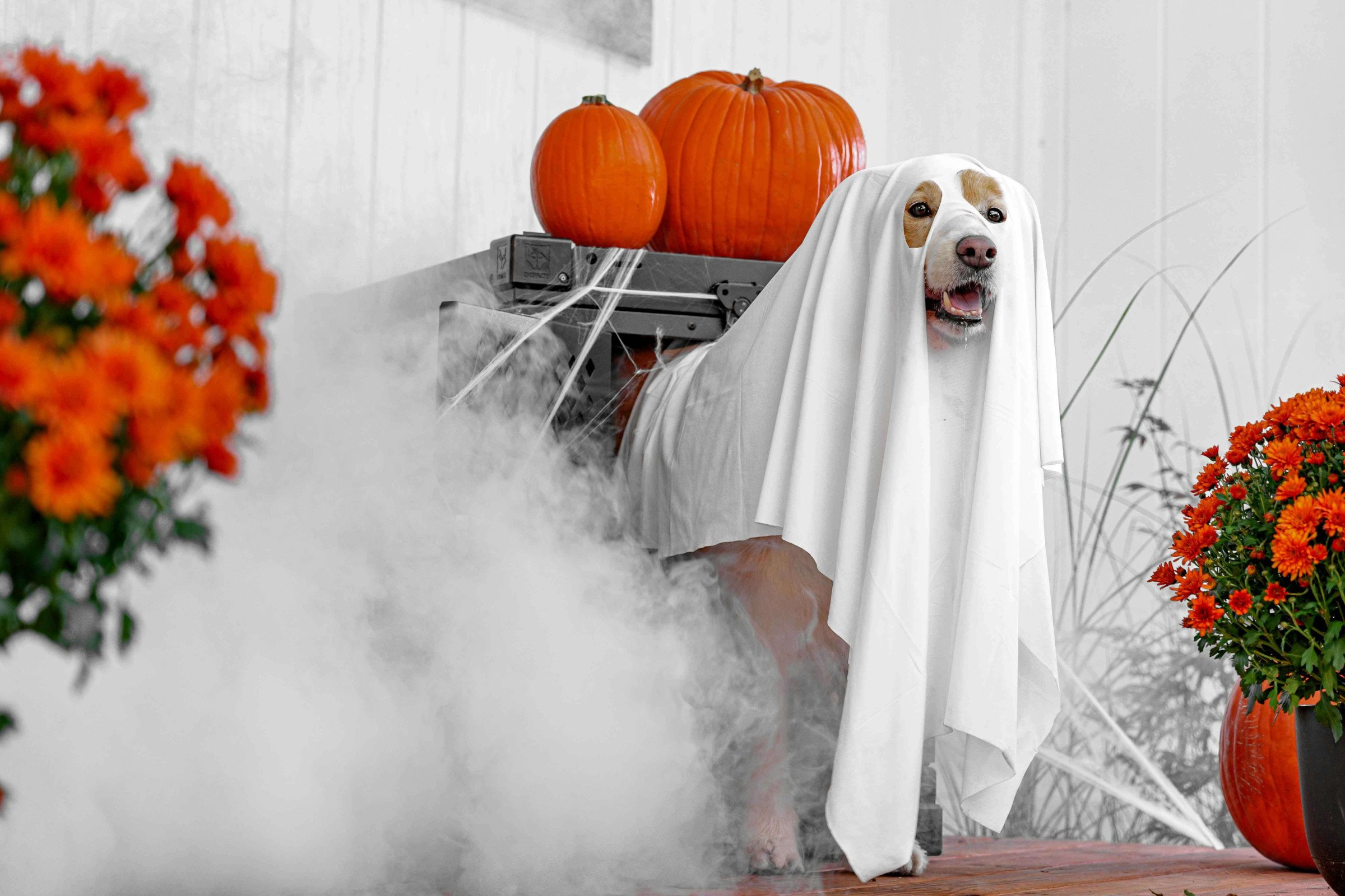 Halloween Costumes for Dogs