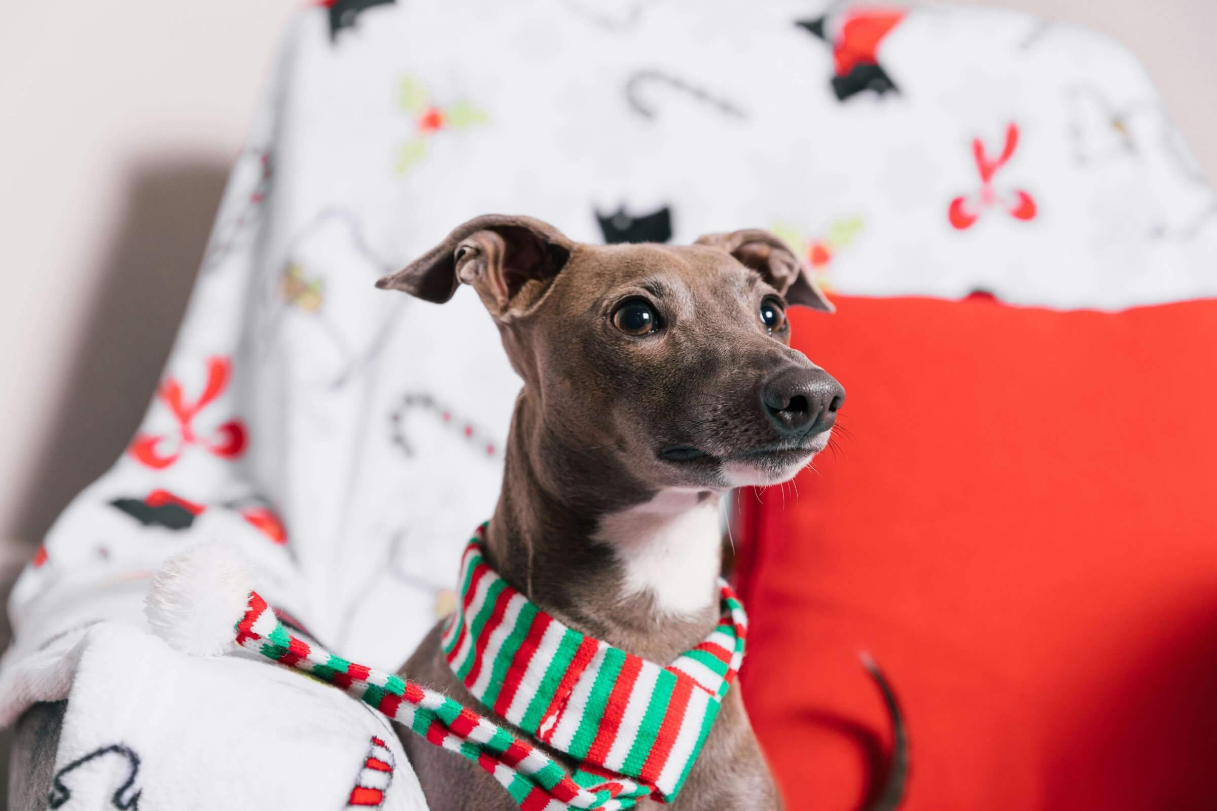 The Ultimate Christmas Gift Guide for Pet Owners: Stylish and Practical Ideas