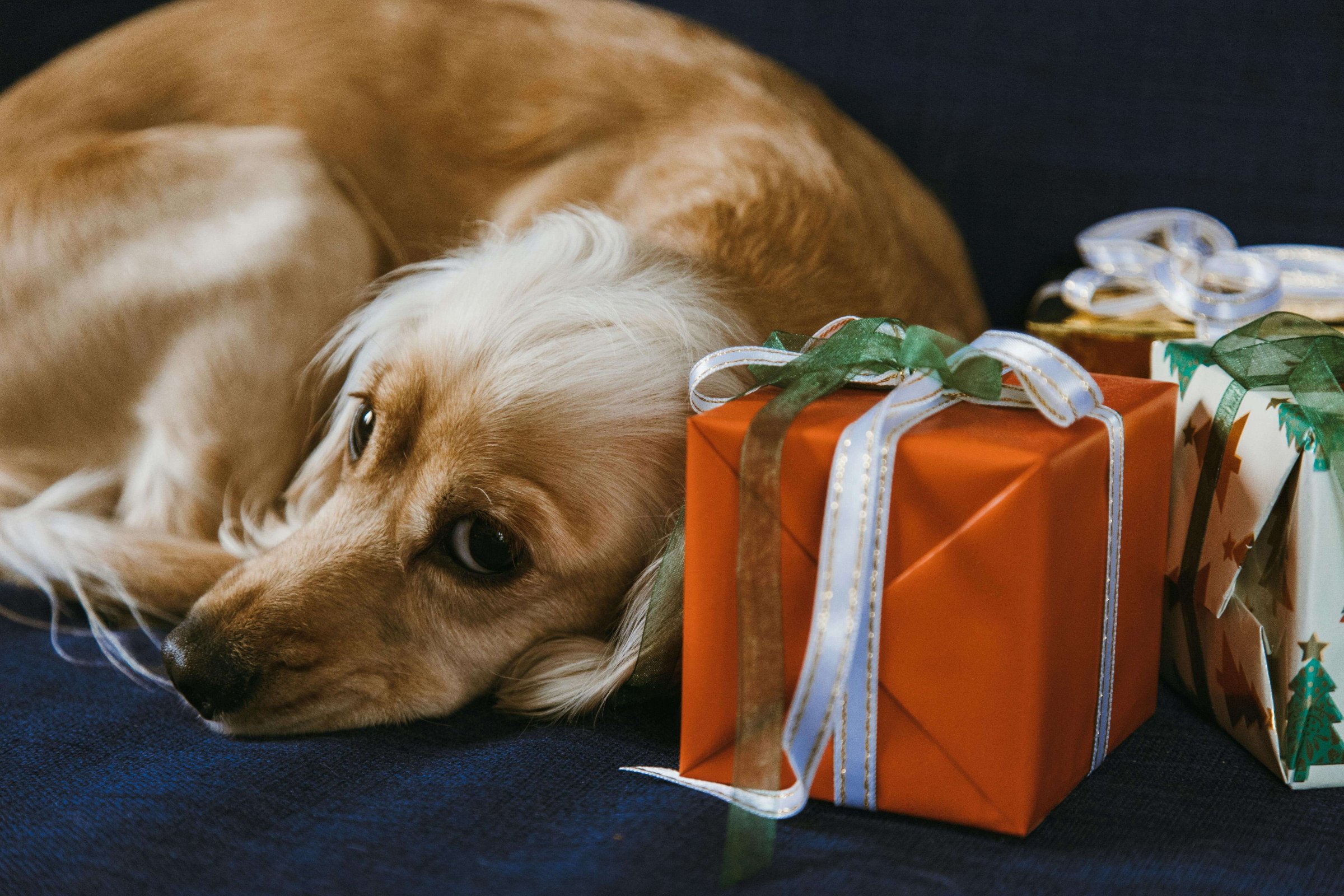 Protect Your Furniture During the Holidays: The Best Couch Covers for Pet Owners