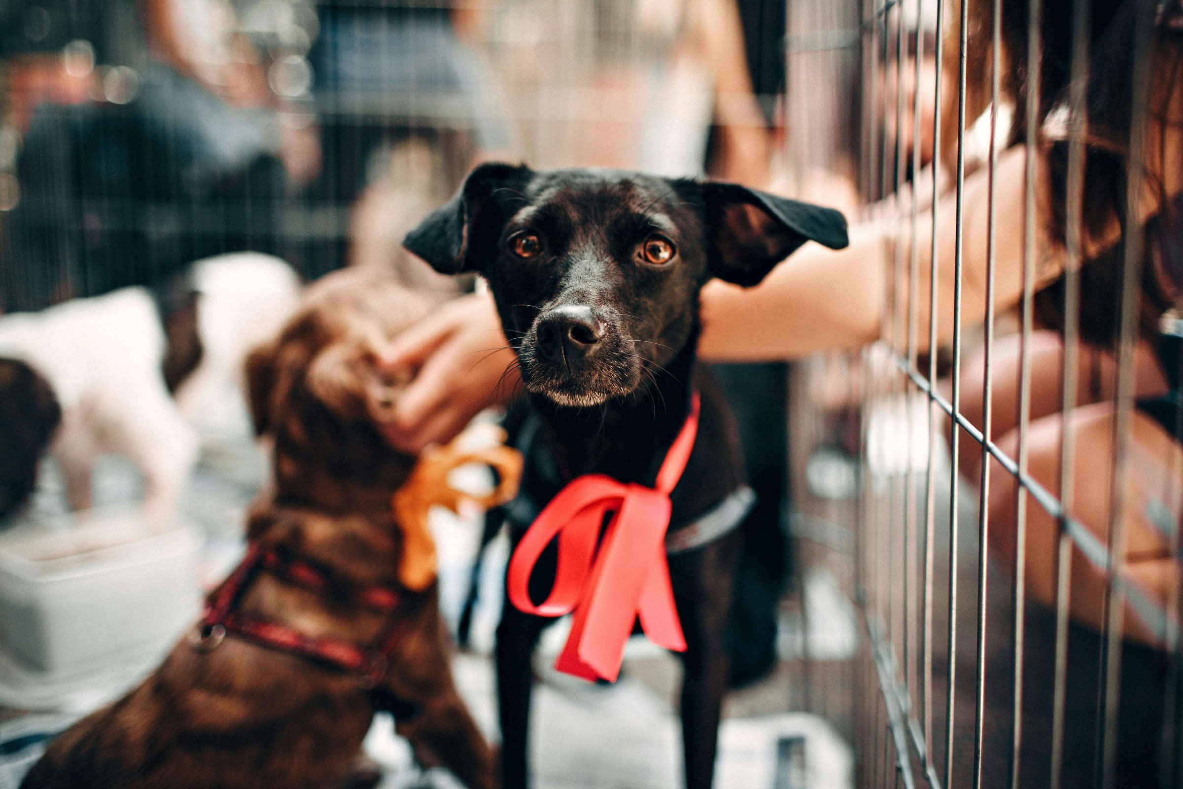 Cozy Holiday Beds Your Pet Will Thank You For