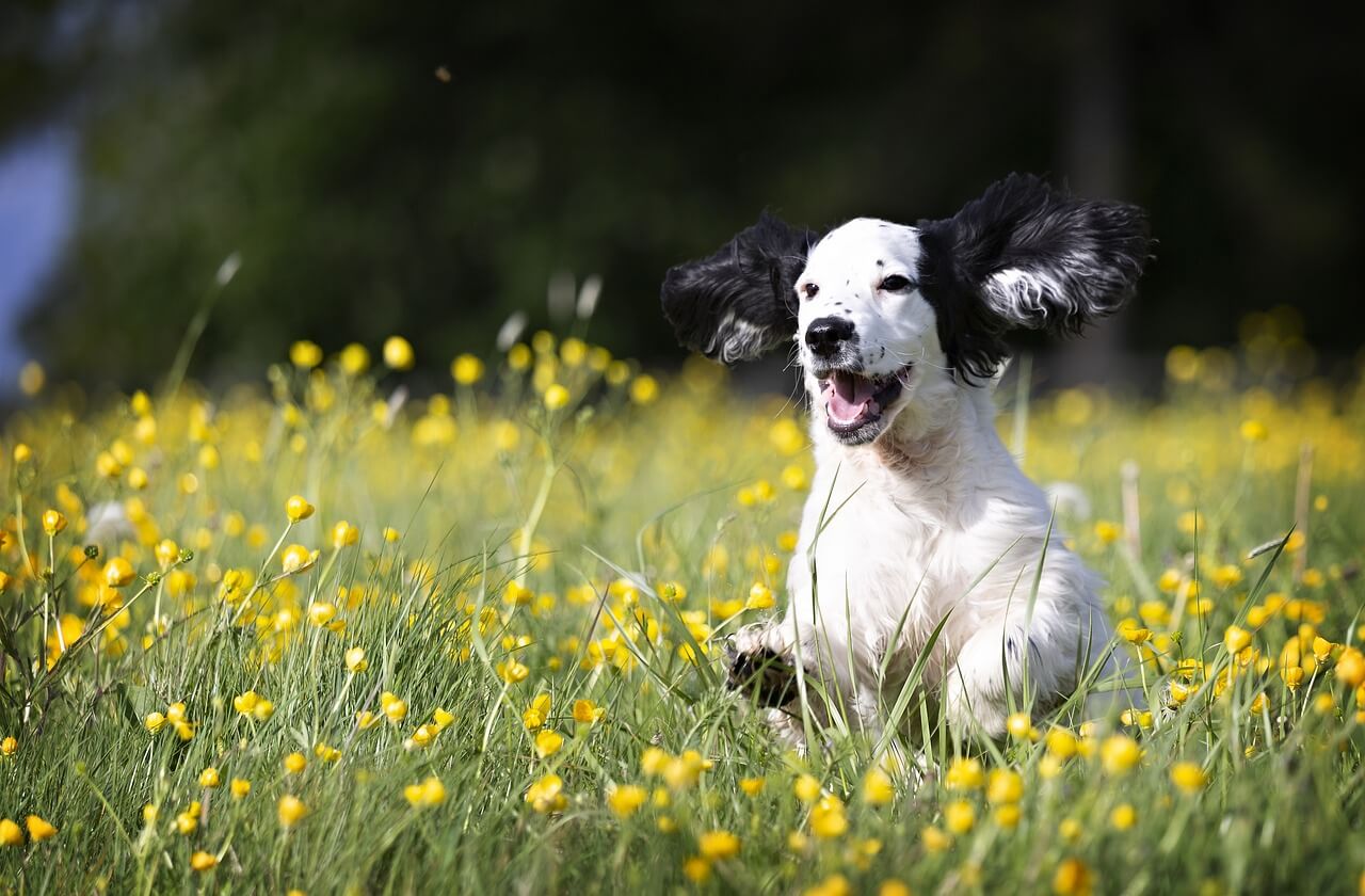 Walking Dog at Night: Tips and Tricks to Keep Your Dog Safe