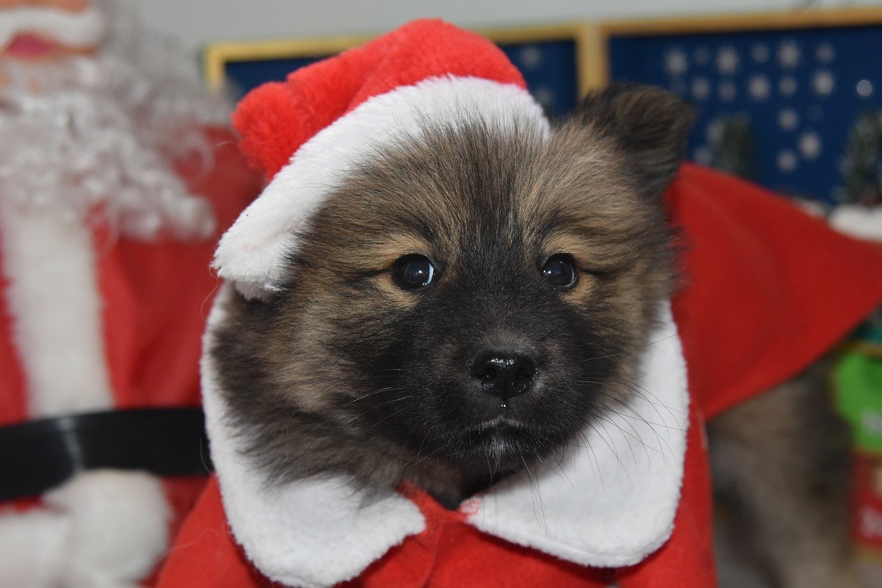 Stop Worrying! The Best Holiday Gift for Pet Lovers is Right Here