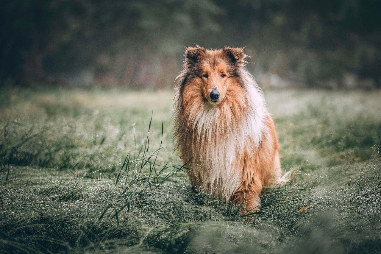 Soggy Rainy Season? Gear Up with the WanderPaw Rainy Pack for Pawsome Adventures!