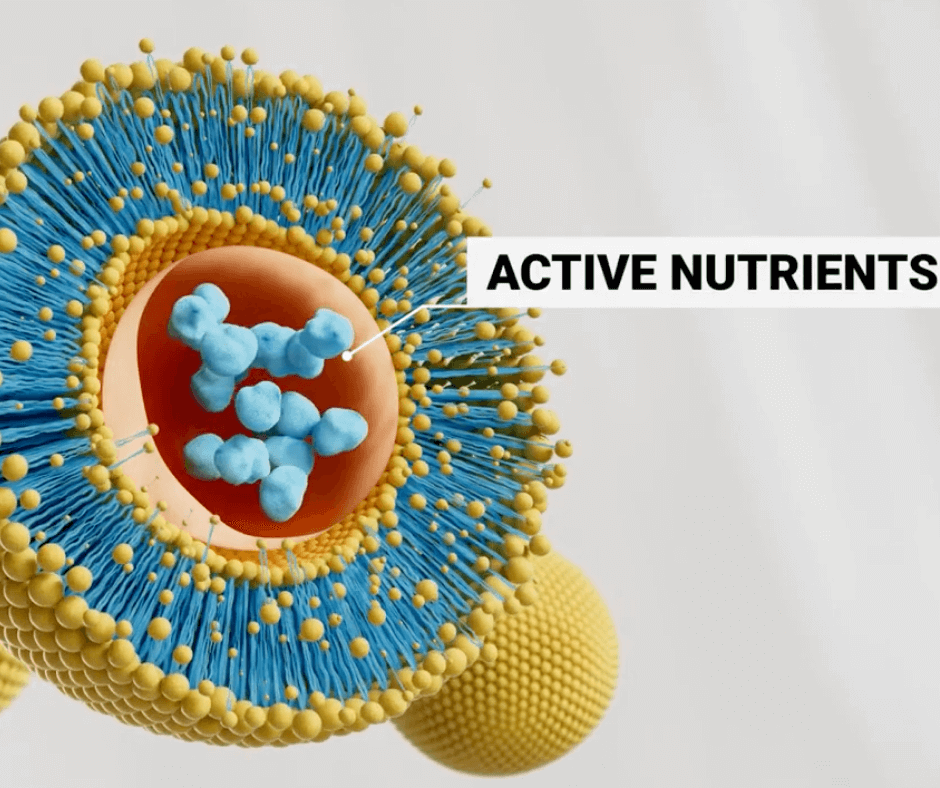 Science of Liposomal Delivery for Optimal Nutrient Absorption