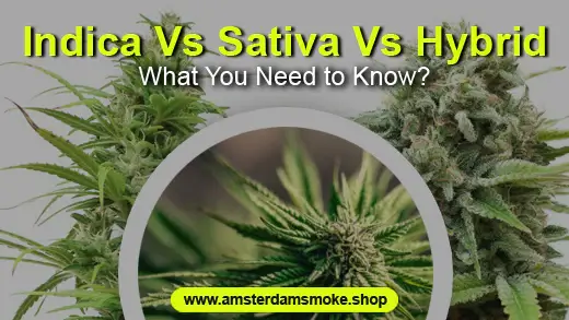 Indica Vs Sativa Vs Hybrid: What You Need to Know