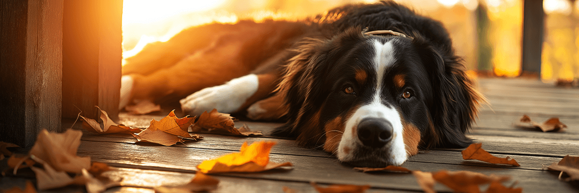 A Bernese Mountain Dog rests on a wooden porch with autumn leaves, radiating calm, pet companionship, and canine-inspired peace.