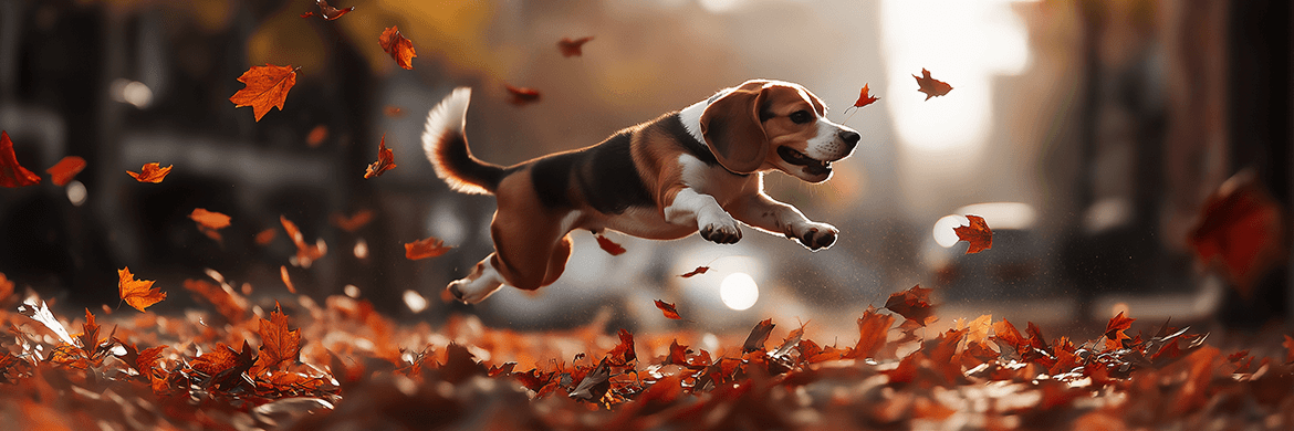 A joyful Beagle leaps through autumn leaves, embodying canine wisdom, positivity, and the uplifting spirit of pet companionship.