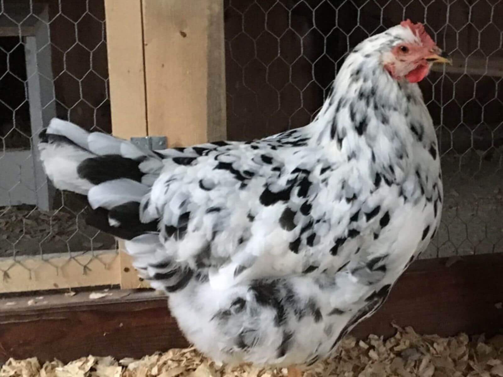 Rare Chicken Breed
