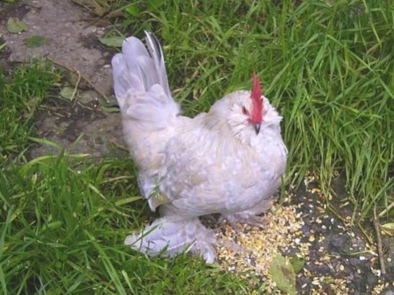 Rare Chicken Breed