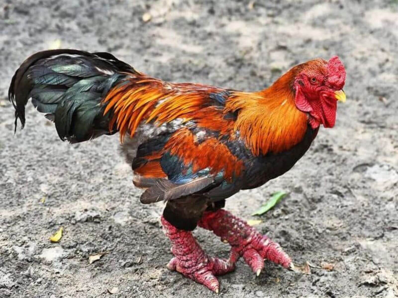 Rare Chicken Breed