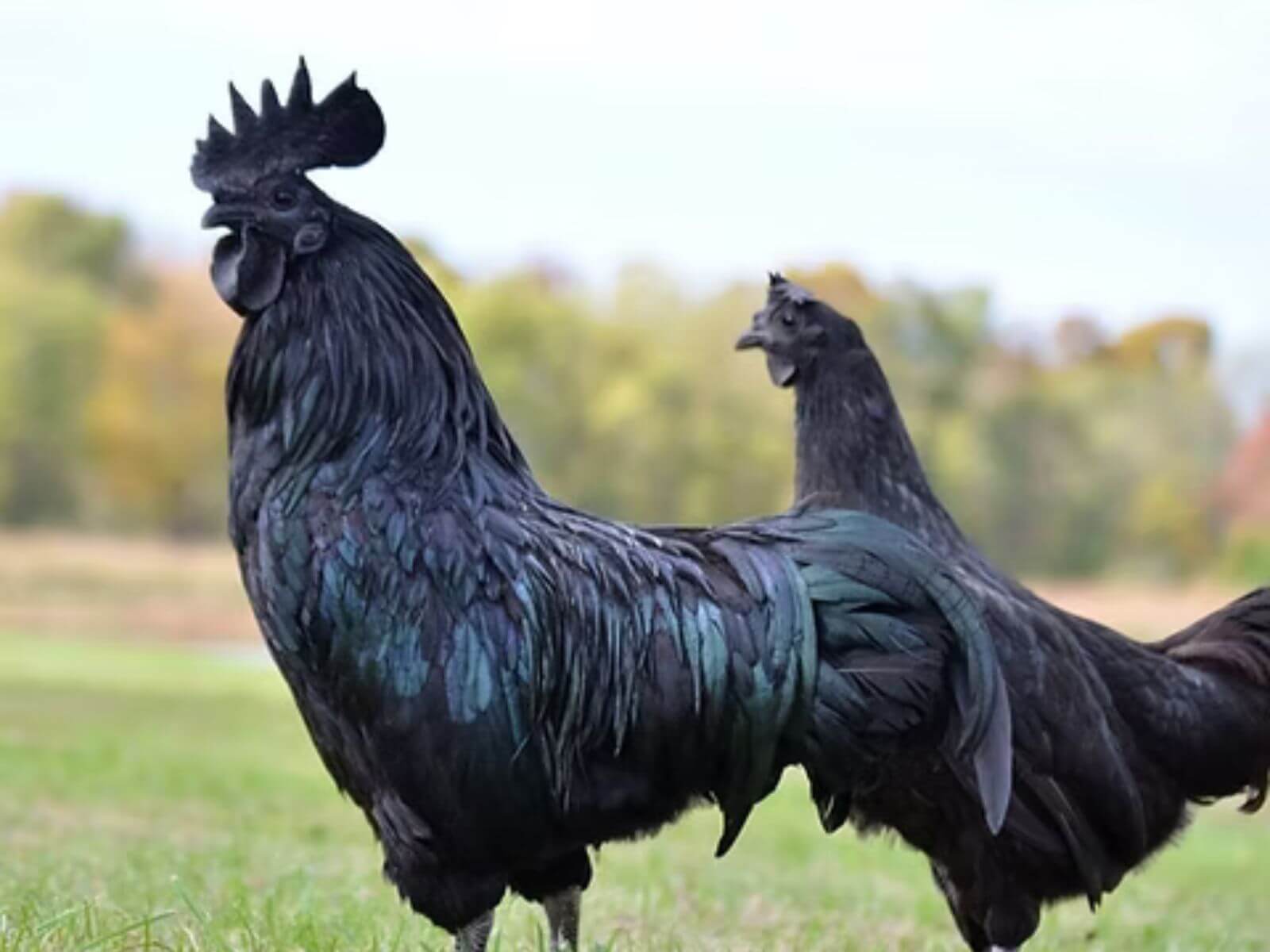 Rare Chicken Breed