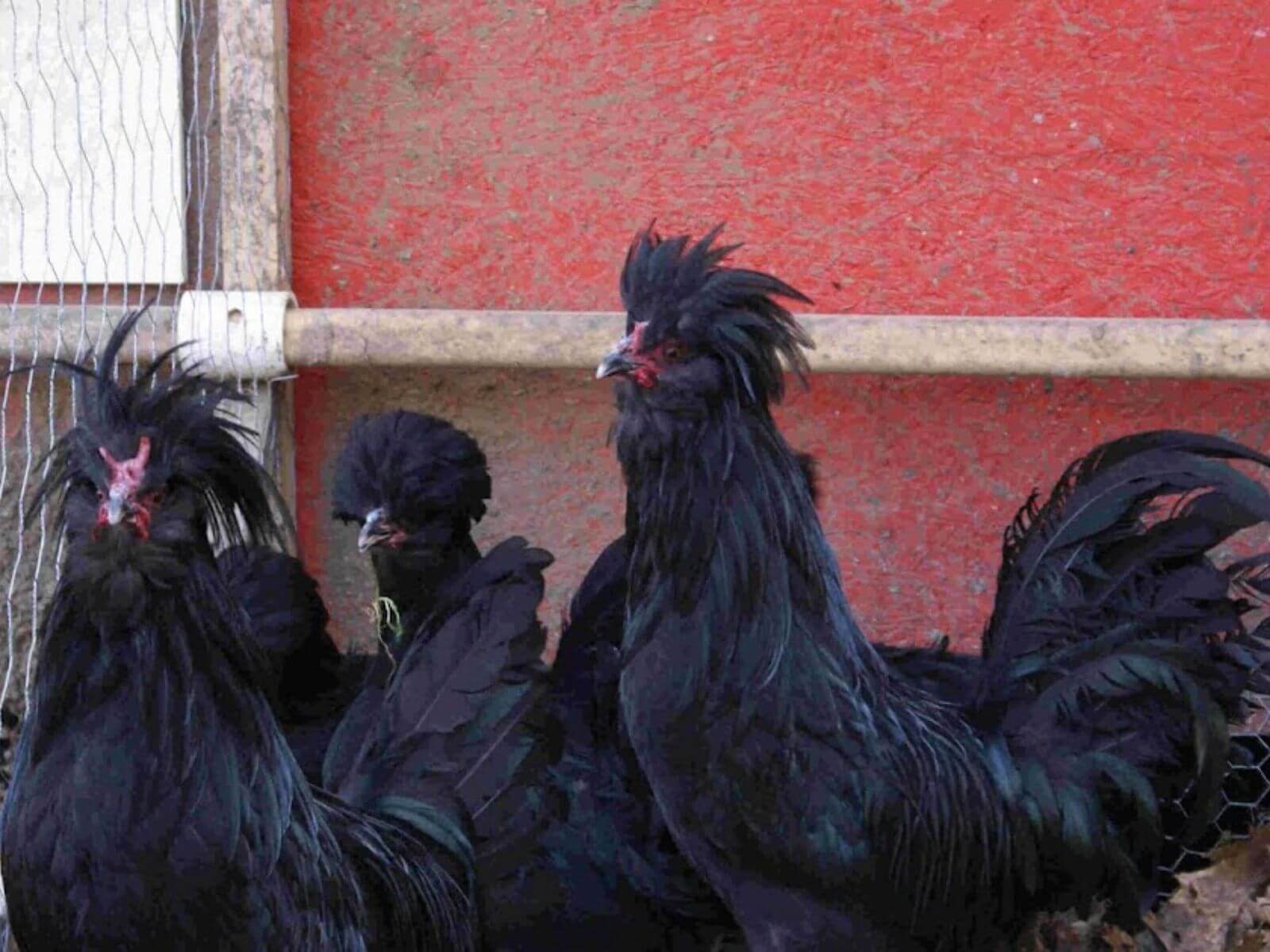 Rare Chicken Breed