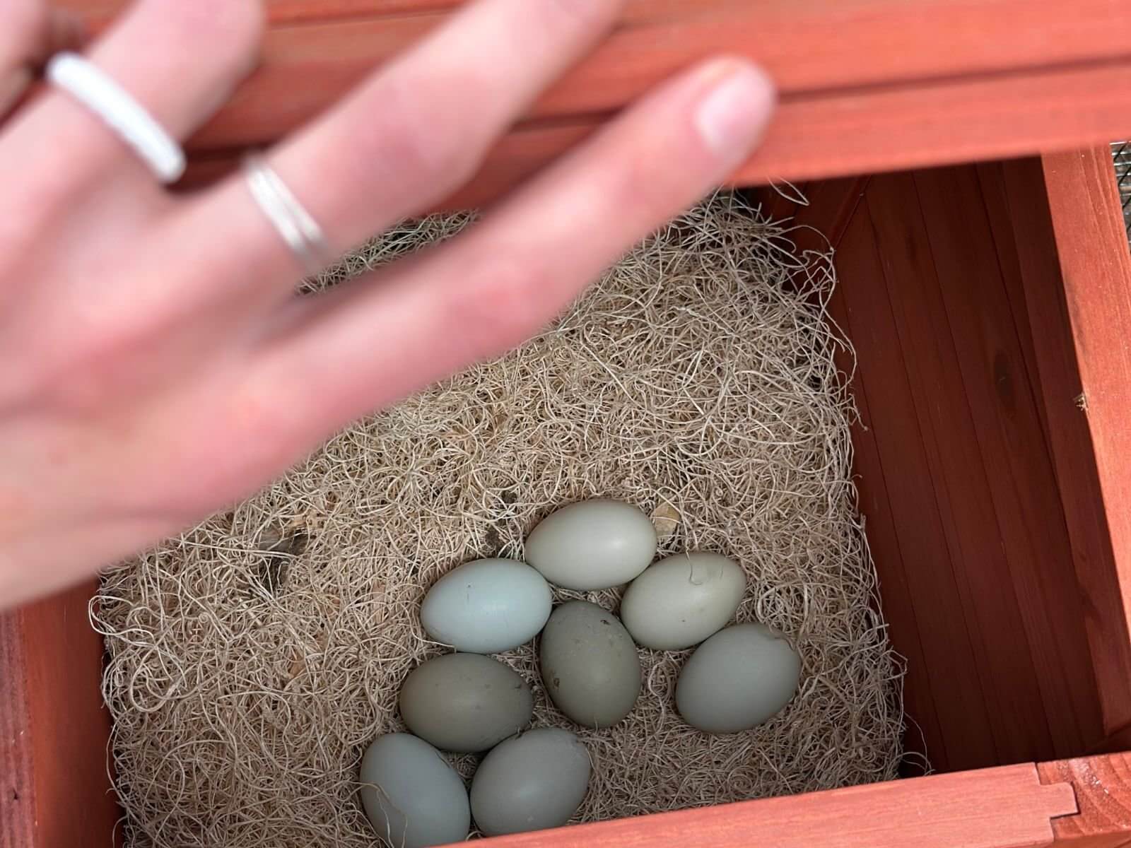 stop chickens eating eggs