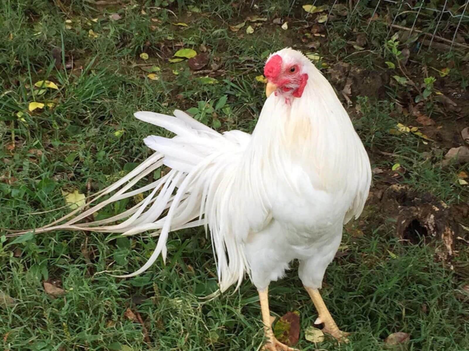 Rare Chicken Breed