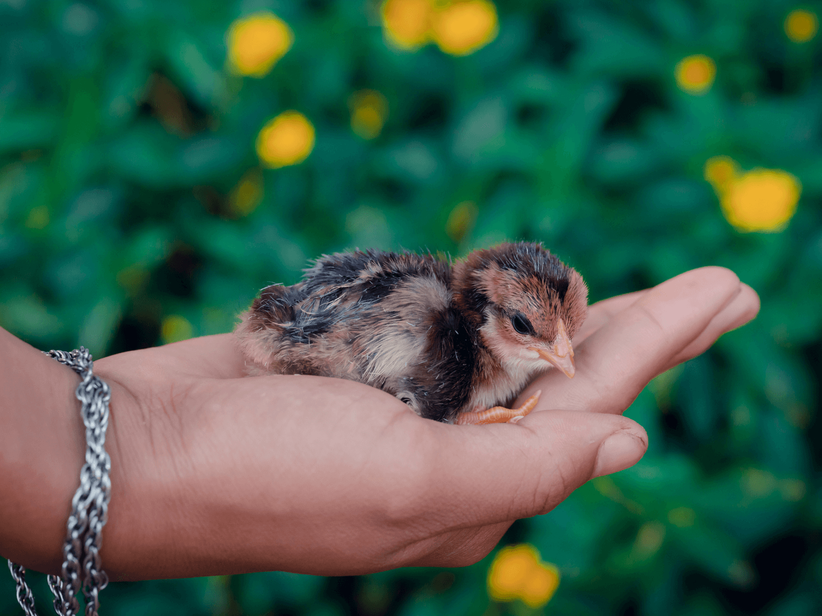 raise baby chicks